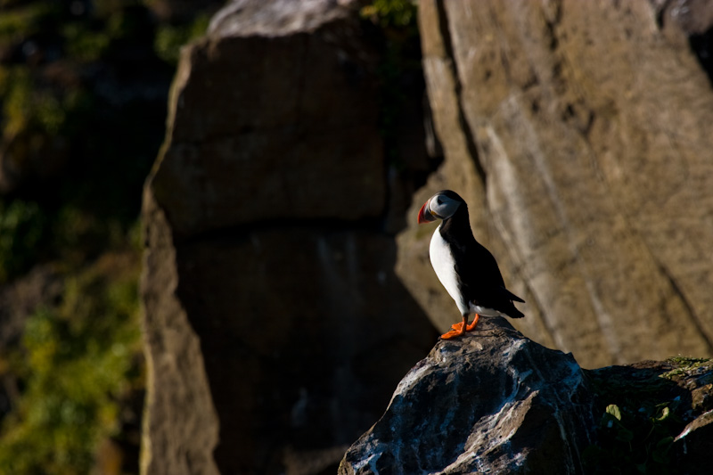 Atlantic Puffin